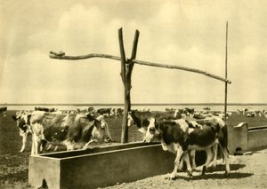 Rinder trinken an einem Trog, Burgenland, Österreich, ca. 1935 von Unbekannt