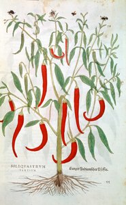 Cayennepfefferpflanze Capsicum