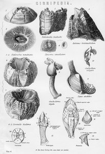 Cirripedia, 19. Jahrhundert
