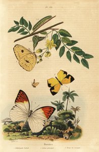 Wolkenloser Schwefel, Großer Orangetip und Mexikanisches Gelb von Unbekannt