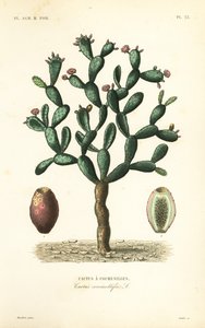 Cochenille-Kaktus von Unbekannt