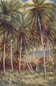 Kokospalmen in Nord-Queensland