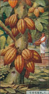 Kakao, 1. - Kakaobaum, Trinidad von Unbekannt