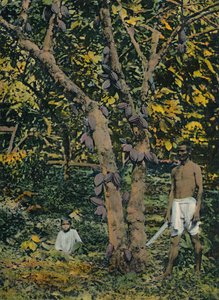 Kakao in voller Frucht, Trinidad und Tobago, ca. 1914 von Unbekannt