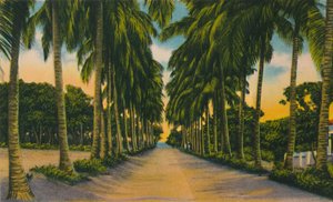 Kokosnussallee, Barranquilla, ca. 1940er von Unbekannt