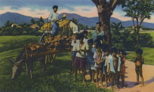 Kokosnussverkäufer, Trinidad von Unbekannt