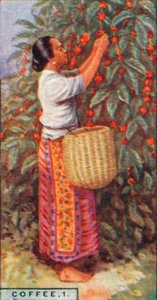 Kaffee, 1. - Ernte der Beeren, Ostindien, 1928 von Unbekannt
