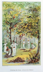 Kakaosammlung, Venezuela, 1892