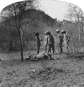 Oberst Afsurul Mulk auf Tigerjagd, Indien von Unbekannt