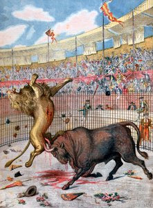 Kampf zwischen einem Löwen und einem Stier, Spanien, 1894