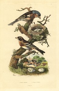 Buchfink, Fringilla coelebs, Nest und Eier, und Bergfink, Fringilla montifringilla mit Eiern
