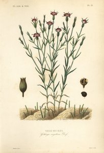 Gewöhnliche Kornrade, Agrostemma githago, Githago segetum, Nielle des blés, handkolorierter Stahlstich von L