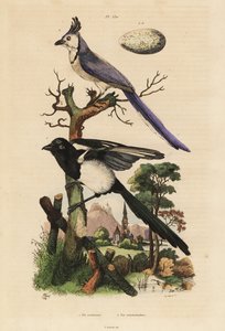 Elster und Weißkehl-Elsterhäher mit Ei