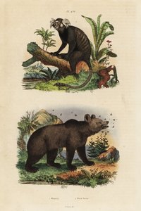 Gewöhnlicher Marmoset und Braunbär mit Bienen