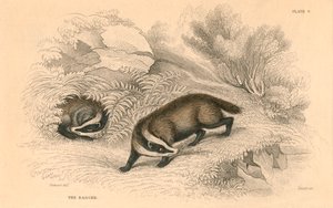 Gemeiner oder Eurasischer Dachs Meles meles, 1828 von Unbekannt