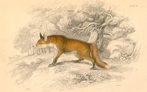 Gemeiner oder Rotfuchs Vulpes vulpes, 1828