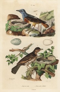Gemeiner Steinrötel mit Nest und Eiern, Monticola saxatilis, und Singdrossel mit Nest und Eiern, Turdus philomelos