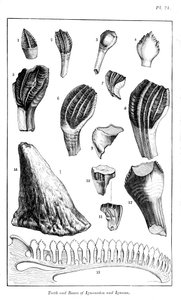 Vergleich der Zähne eines Iguanodon mit denen eines modernen Leguans, 1836 von Unbekannt