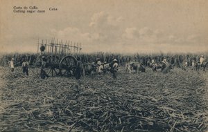 Corte de Cana - Zuckerrohr schneiden - Kuba, ca. 1910