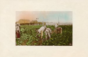 Cosecha de tabaco. - Tabakplantage, um 1910