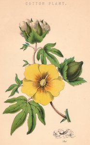 Baumwollpflanze, 19. Jahrhundert