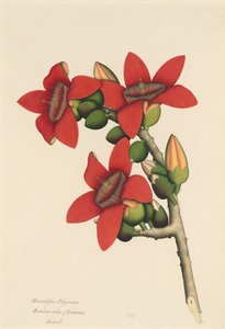 Baumwollbaumblüten, ca. 1800-1805 von Unbekannt