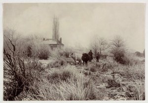 Kühe auf einem frostigen Feld, um 1890