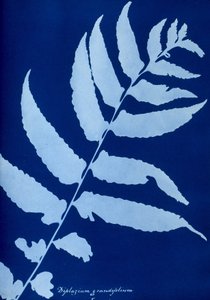 Cyanotypie von Diplazium grandifolium von Unbekannt