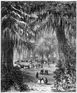 Zypressenhain in Chapultepec, Mexiko-Stadt, 1877