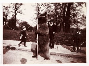 Tanzender Bär, um 1905 von Unbekannt