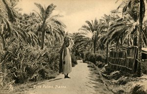 Dattelpalmen, Basra, ca. 1918-ca. 1939