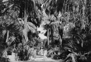 Dattelpalmen, Palermo, Sizilien, Italien, um 1920er-1930er Jahre von Unbekannt