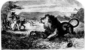 David Livingstone, von einem Löwen gerettet durch Mebalwe, einen einheimischen Schulmeister, 1857
