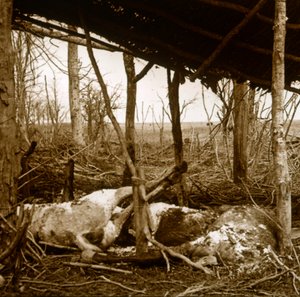 Tote Pferde, Verdun, Nordfrankreich, um 1914-1918 von Unbekannt