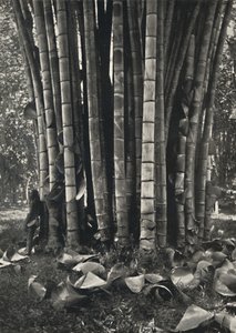 Der untere Teil der Halme einer Pflanze des Riesenbambus in Peradeniya, 1926