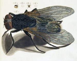 Beschreibung einer Fliege unter dem Mikroskop