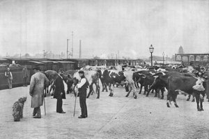 Entladen von Rindern, LNWR-Depot, York Road, London