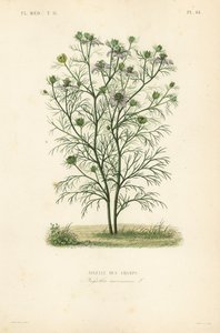 Jungfer im Grünen, Nigella arvensis von Unbekannt