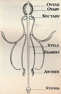 Diagramm einer Fuchsienblume, das den Mechanismus zur Samenproduktion zeigt, ca. 1934 von Unbekannt
