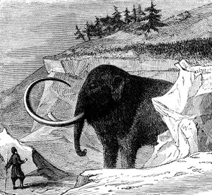 Entdeckung eines Wollmammuts, 1779 c1870