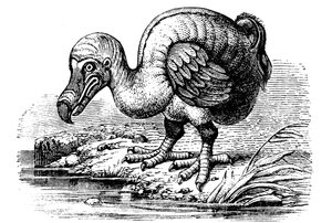 Dodo, 1884 von Unbekannt