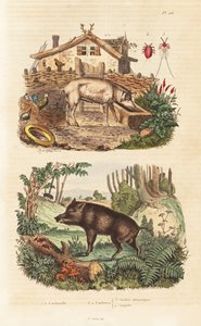 Hausschwein, Wildschwein und Cochenille-Käfer von Unbekannt