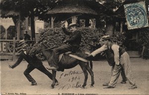 Esel Tetu und widerspenstig - Postkarte von 1904 von Unbekannt