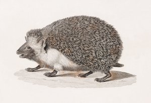Langohrenigel von Unbekannt