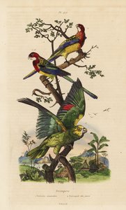 Östlicher Rosella und Gelbkopfamazone