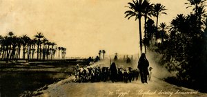 Ägypten - Hirte treibt heimwärts, ca. 1918-1939 von Unbekannt