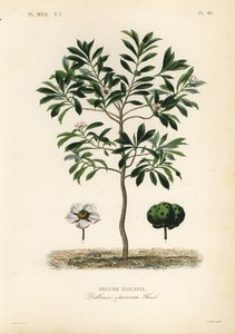 Elefantenapfel, Dillenia indica von Unbekannt