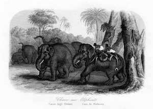 Elefantenjagd, Indien von Unbekannt