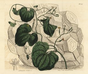 Elefantenfuß, Dioscorea elephantipes von Unbekannt
