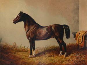 Gesamtes Pony Hack Don Carlos, ca. 1897